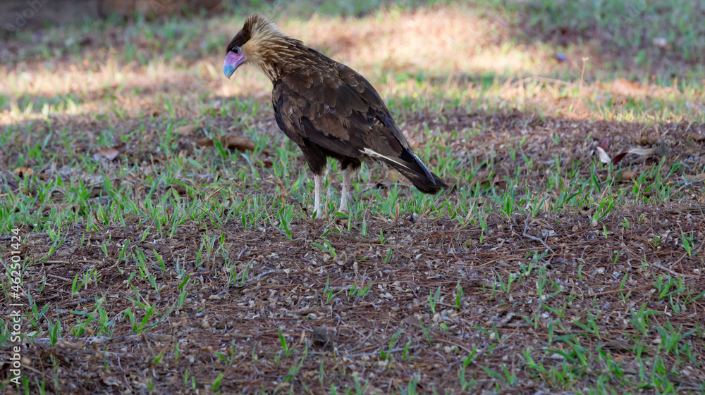 Fototapeta premium The southern crested caracara, Caracara plancus, also southern caracara or carancho is a bird of prey in the family Falconidae. Selective focus
