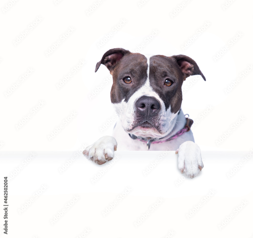 studio shot of a cute dog on an isolated background holding a blank white sign studio shot of a cute dog on an isolated background holding a blank white sign