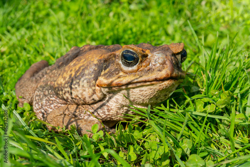 The cane toad, - the giant neotropical toad or marine toad, is a large, terrestrial true toad native to South and mainland Central America.