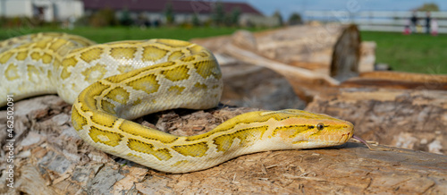 The albino Python molurus snake is a large non-venomous python. It is often a pet.