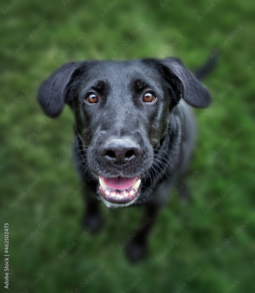wide angle photos of a cute dog outside wide angle photos of a cute dog outside