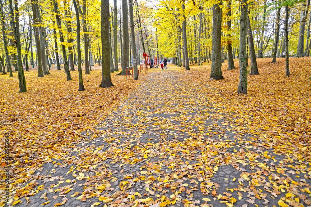Obraz premium The path in the park, dotted with yellow leaves. Fall