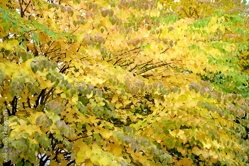 Branches with yellow leaves of Japanese crimson (Cercidifillum japonicum Siebold & Zucc) photo