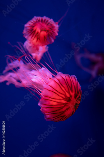 медуза Rhizostoma Chrysaora в море красиво ядовито плавает