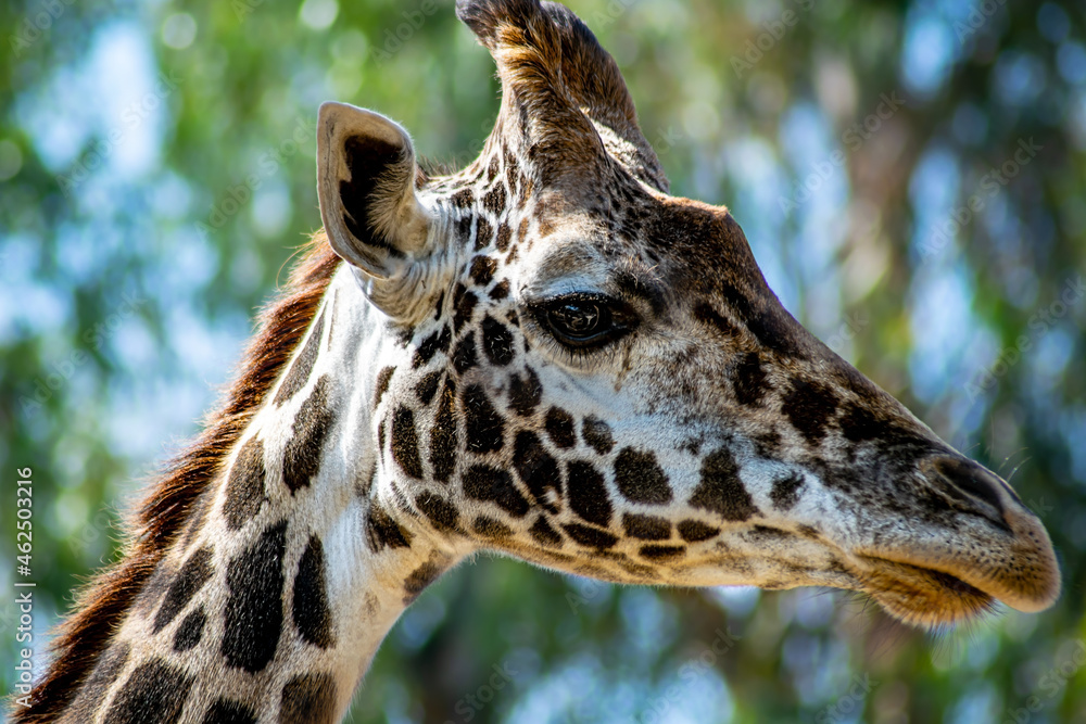 Fototapeta premium Giraffe