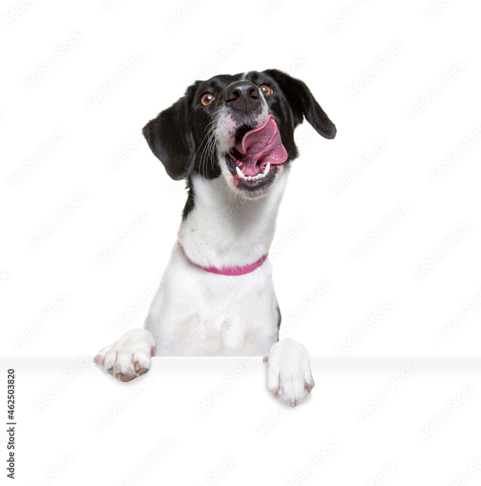 studio shot of a cute dog on an isolated background holding a blank white sign