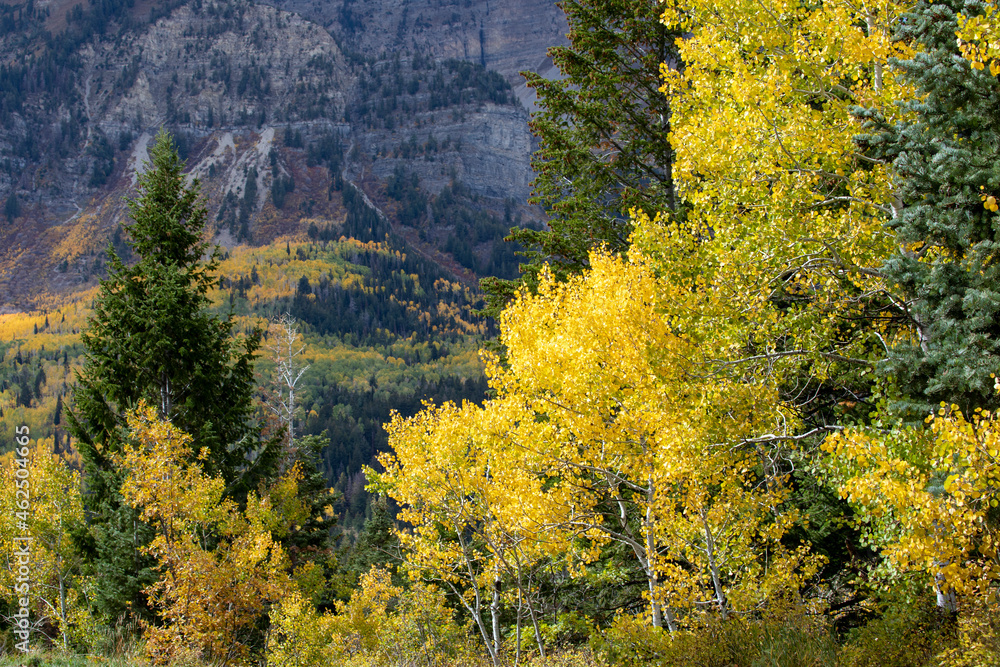 fall colors in the mountains. utah