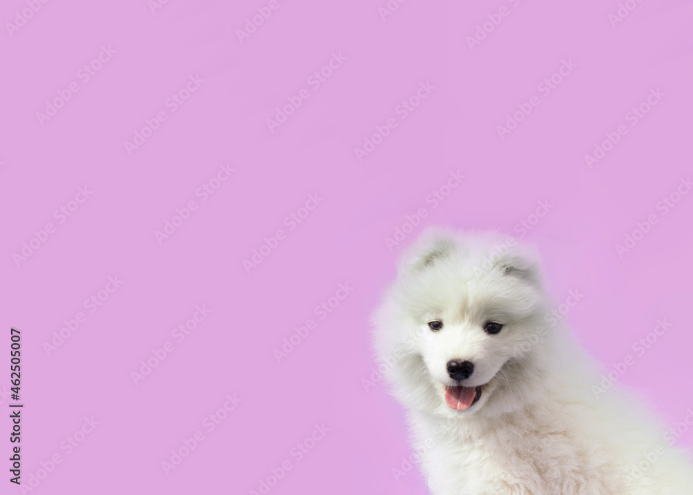 Portrait of a Samoyed puppy on a pink background. Copy Space Portrait of a Samoyed puppy on a pink background. Copy Space