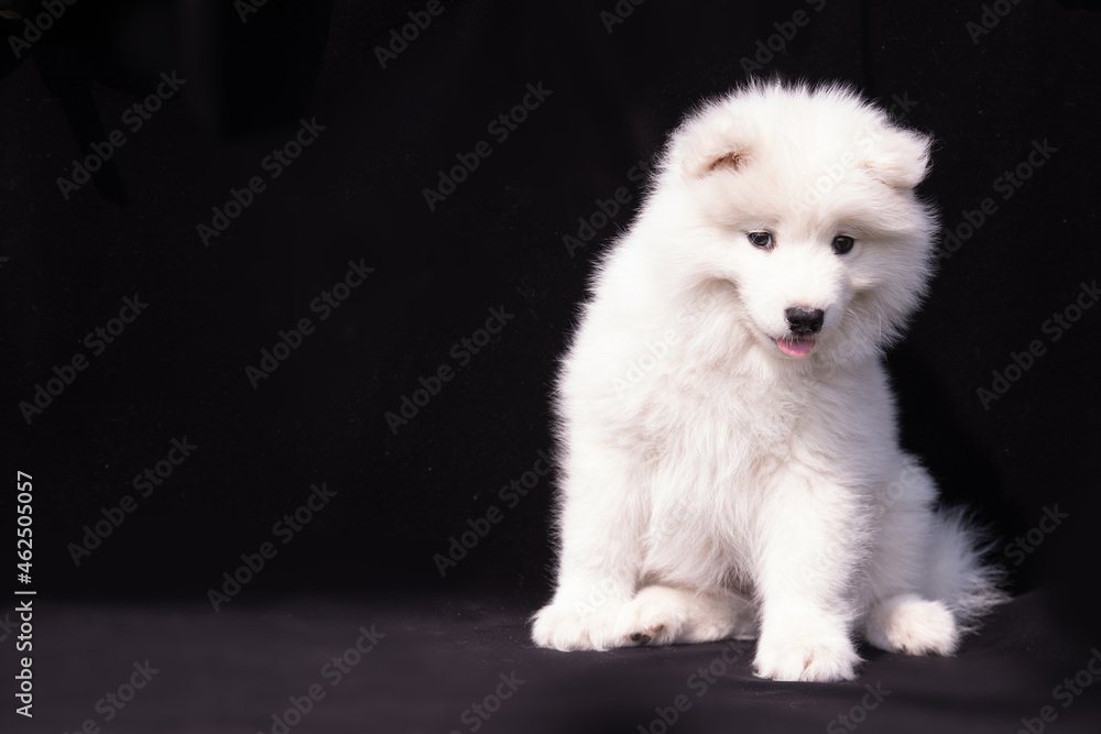 Portrait of a shy Samoyed puppy on a black background. Copy Space