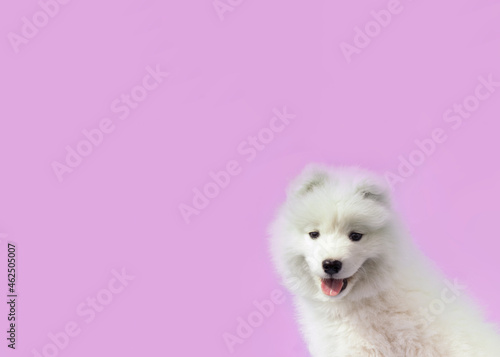 Portrait of a Samoyed puppy on a pink background. Copy Space