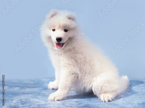 A snow-white joyful puppy of the Samoyed breed on a blue background. Pets