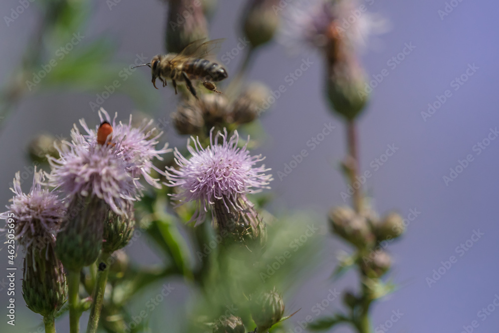 A wild bee closeup on a common scraper thistle at summer in saarland germany, copy space A wild bee closeup on a common scraper thistle at summer in saarland germany, copy space