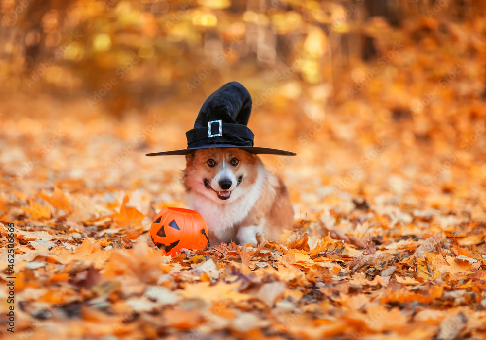 Halloween greeting card with a funny corgi dog puppy in a black witch hat stands in an autumn park among fallen golden leaves with a pumpkin Halloween greeting card with a funny corgi dog puppy in a black witch hat stands in an autumn park among fallen golden leaves with a pumpkin