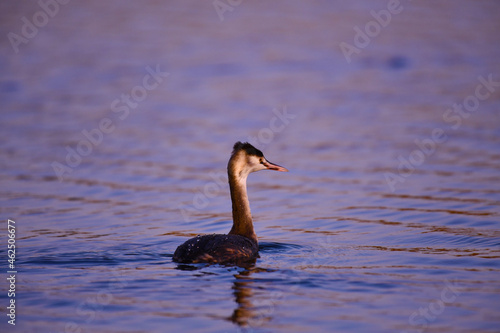 Young great grebe (lat.Podiceps cristatus). The bird swims on the smooth surface of the water. Sunset.