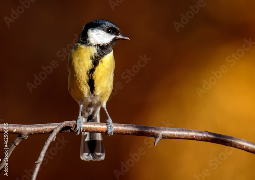 small songbird tit sits on a tree in an autumn park on a bright background
