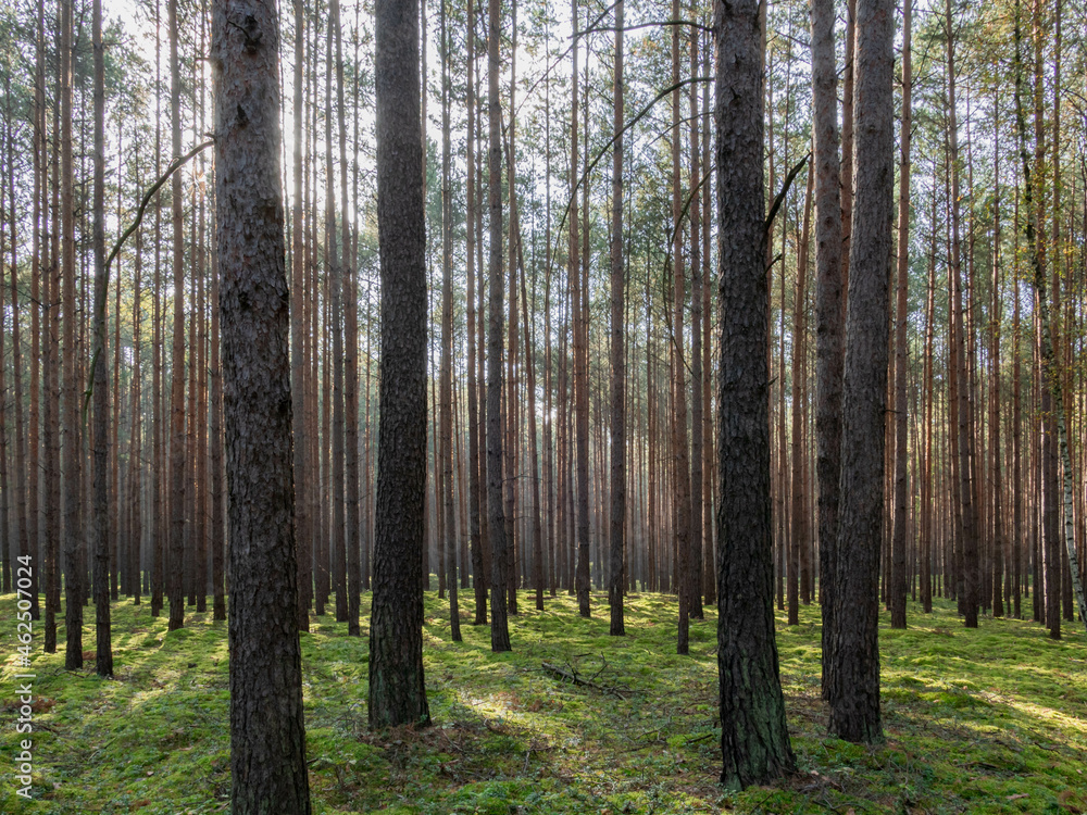 Mglisty, jesienny poranek w wysokim sosnowym lesie.