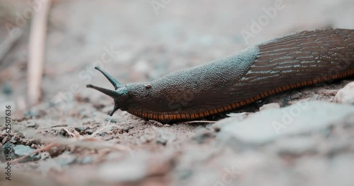 Huge dark green and red slug. The slug walks sideways over mountain rocks.