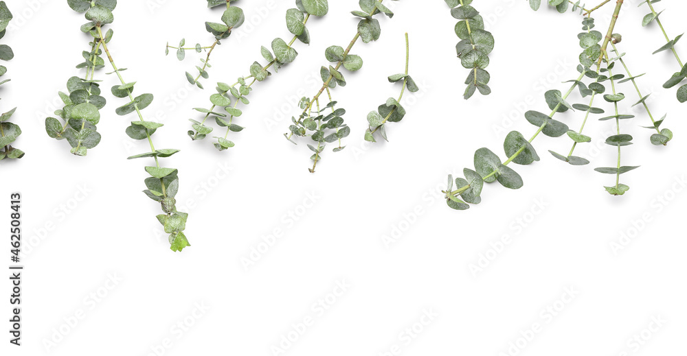 Many eucalyptus branches on white background, closeup Many eucalyptus branches on white background, closeup