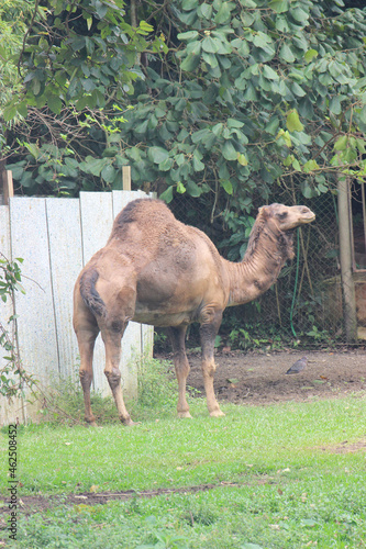 camel in the zoo