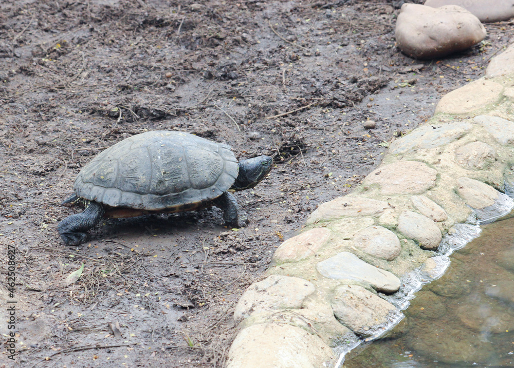 Obraz premium turtle on the sand