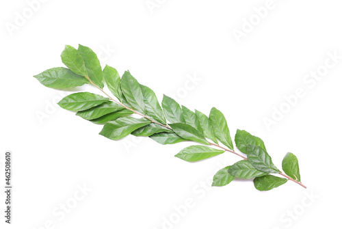 Valokuva Closeup of bay leaves on a branch isolated on a white background