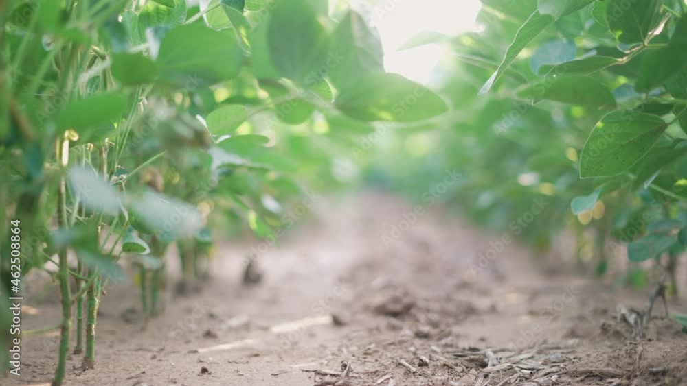 agriculture. soybean plantation a field green bean plant close-up. business agriculture concept. soybean growing vegetables plant care. bio green field soybean movement. agriculture farm