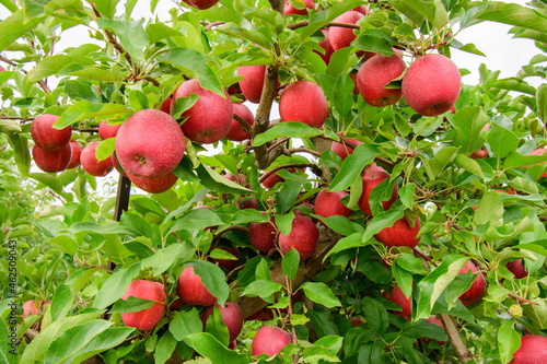 A bounty of apples ready for harvest at an orchard in Michigan.