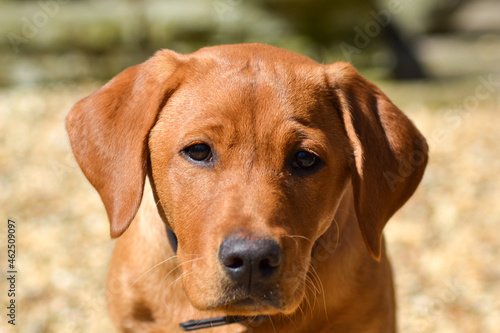 Golden brown Labrador cross face