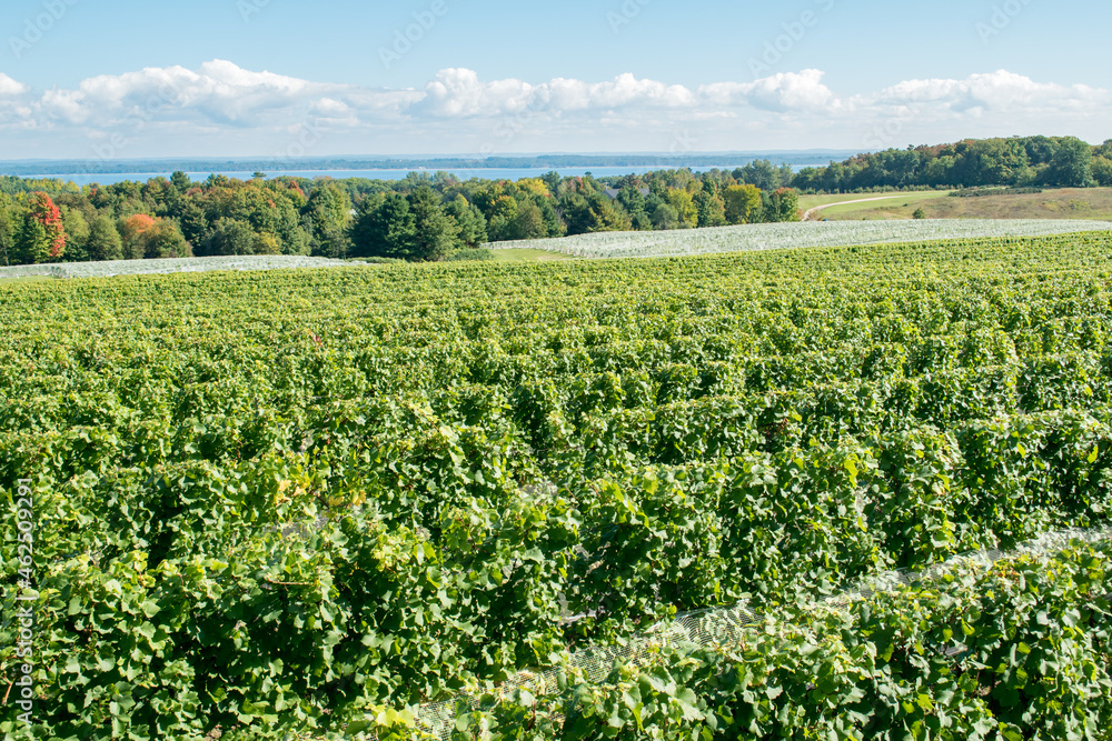 A vineyard near Lake Michigan.