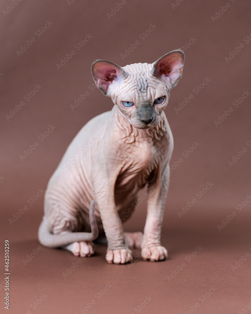 Portrait of Canadian Sphynx Cat of blue mink and white color with blue eyes. Lovely hairless female cat 4 months old on brown background. Studio shot of rare breed pet.