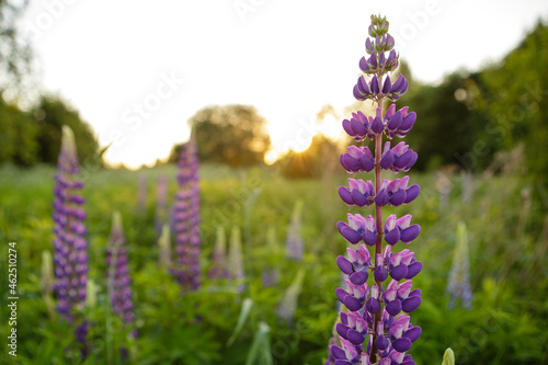 Blooming lupine flowers  selective focus  blurred background.