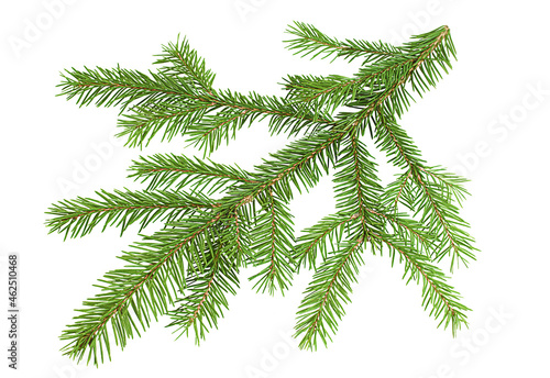 one spruce branch on isolated white background