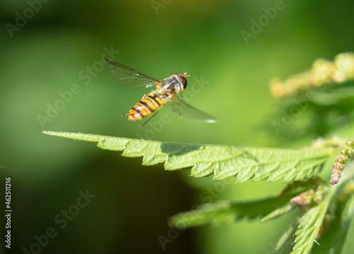 A grove hover fly closeup at summer in saarland