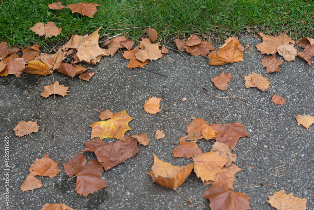 fallen autumn leaves