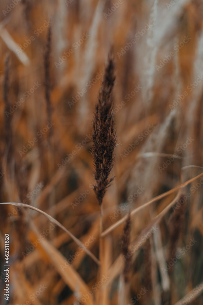 Fototapeta premium Orange branch of dry plant on a blurred background. September details. Autumn and wilting nature concept Natural background