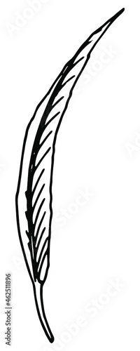 hand drawn feather image in doodle style