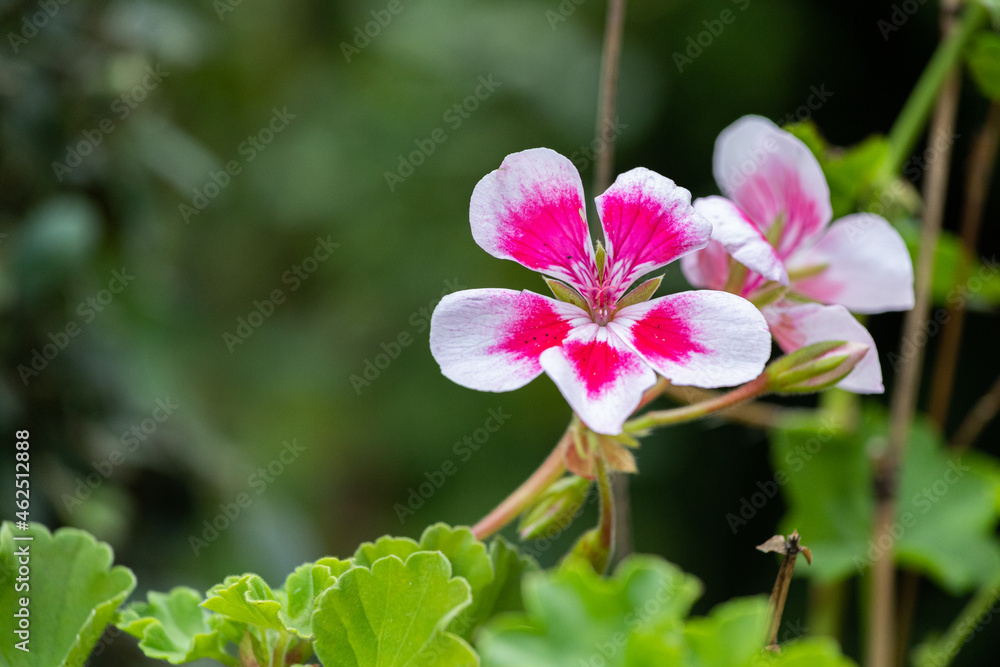 Obraz premium Pink and white flower in the garden