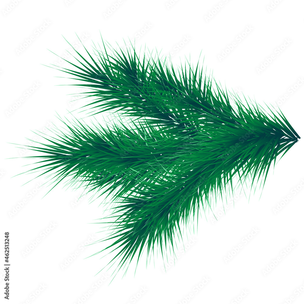 Green lush spruce branch. Fir branches Green lush spruce branch. Fir branches