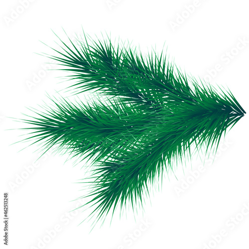 Green lush spruce branch. Fir branches
