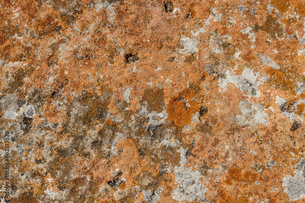 Moss of different colors on the stone. Natural background. Orange growth. Moss of different colors on the stone. Natural background. Orange growth.