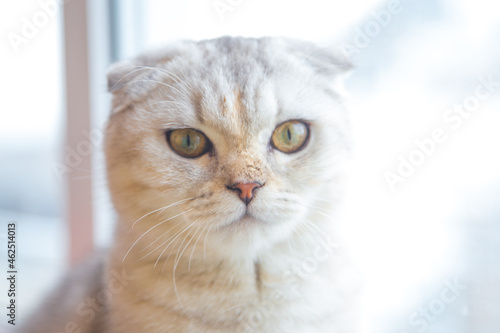 A light British cat with brown stripes sits on the windowsill and looks at the camera. . High quality photo