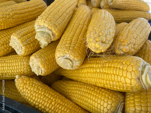 Lots of Corns. Ripe Yellow Corn Texture