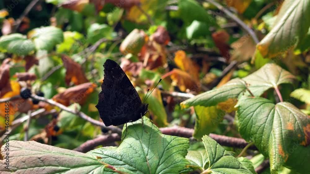 The aglais io butterfly of the nymphalidae family sits on a juniper in windy weather and flaps its wings The aglais io butterfly of the nymphalidae family sits on a juniper in windy weather and flaps its wings