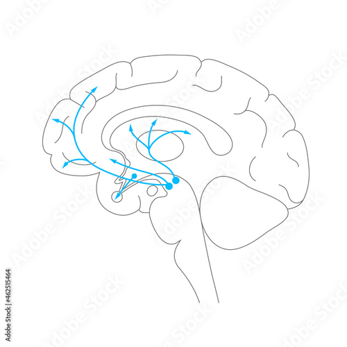 Dopamine pathway concept