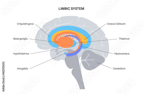 Brain limbic system photo