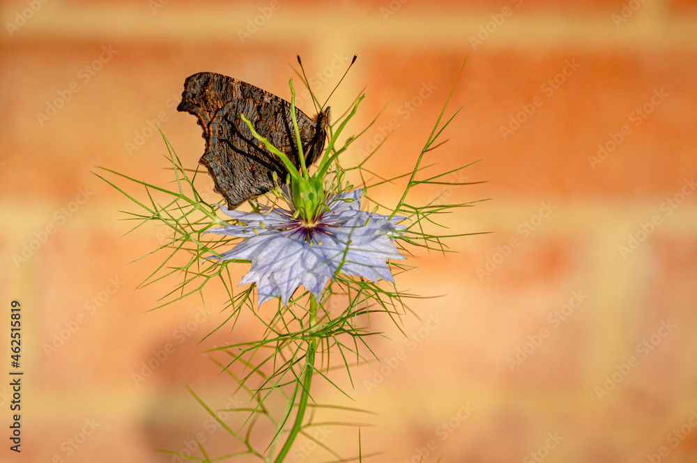Newly emerged peacock butterfly resting on a cornflower in morning sunlight Newly emerged peacock butterfly resting on a cornflower in morning sunlight