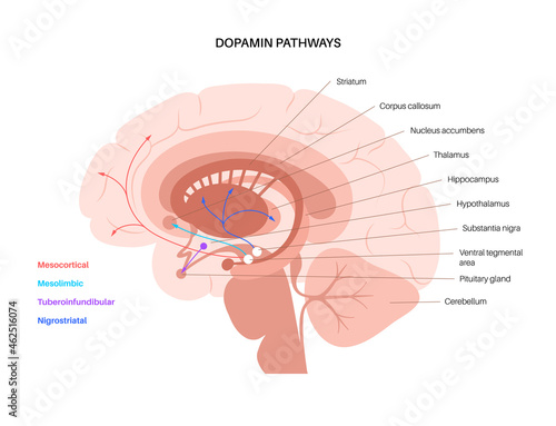 Dopamine pathway concept