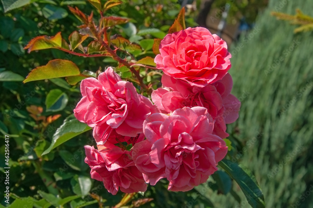 Beautiful colorful red roses close up in the garden on a sunny day