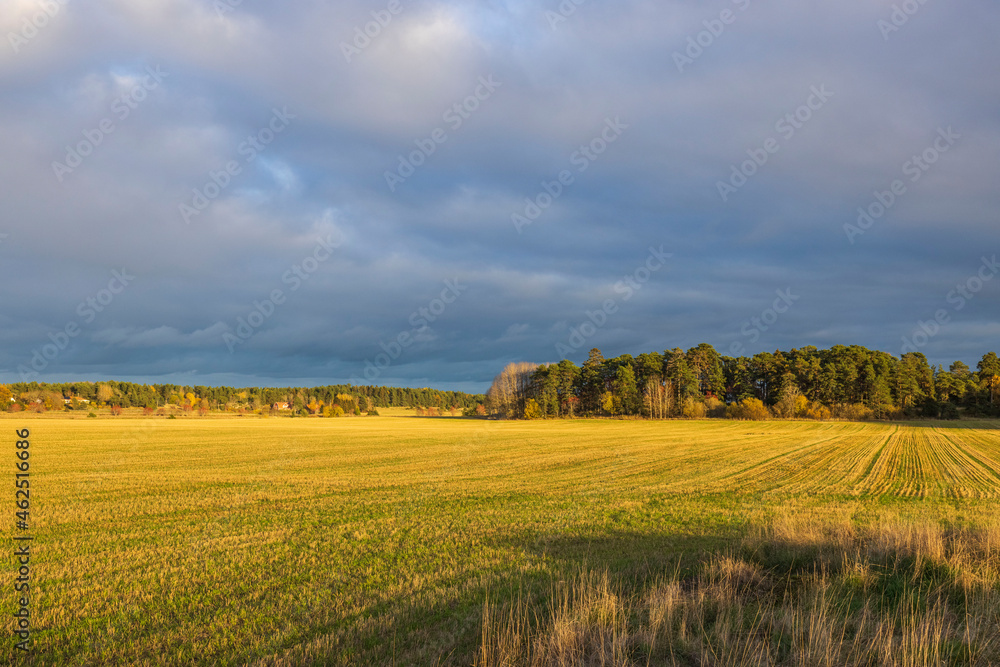 Amazing autumn nature landscape view. Yellow colored fields on cloudy blue sky background. Sweden. 