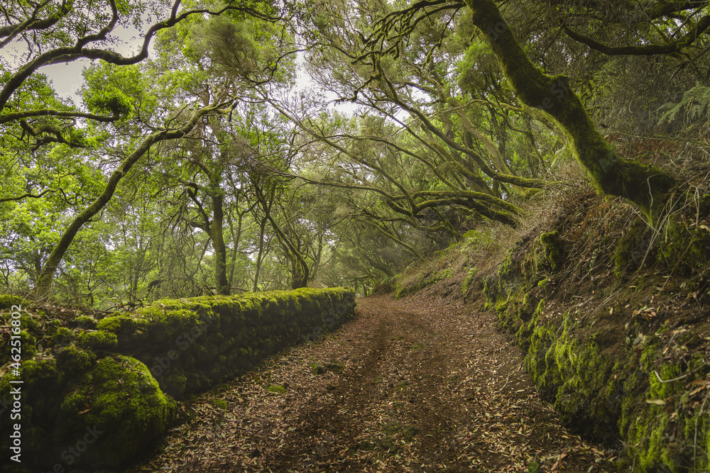 Path in lush laurisilva forest . El Hierro. Canary islands Path in lush laurisilva forest . El Hierro. Canary islands